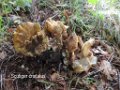 Lae-Lepiota